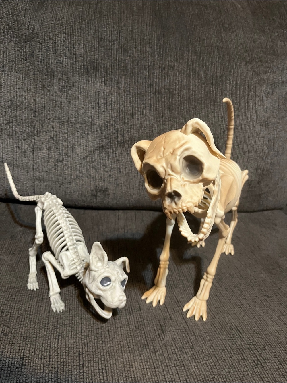 Halloween dog and cat skeleton decor